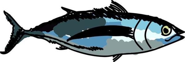 Albacore fish, illustration, vector on white background.