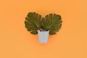 Tropical palm monstera leaf lies in a pastel pail on a colored background. Flat lay trendy minimal composition. Top view photo
