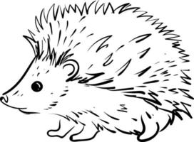 Small hedgehog, illustration, vector on white background.