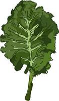 Fresh kale, illustration, vector on white background.