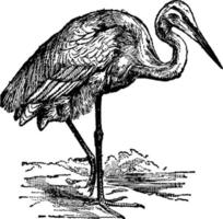 Heron or Ardea, vintage illustration. vector
