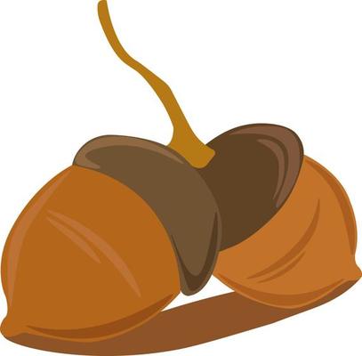 Two nuts, illustration, vector on white background.