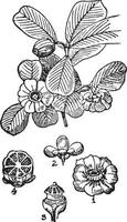 Clusia Rosea vintage illustration. vector