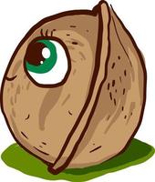 Walnut with green eyes, illustration, vector on white background.