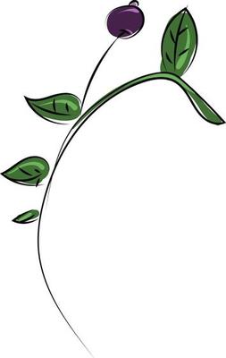 Wild plant, illustration, vector on white background.