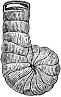 Spirolina, vintage illustration. vector