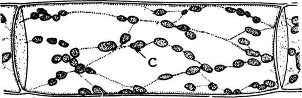 Oedogonium Chloroplast, vintage illustration vector