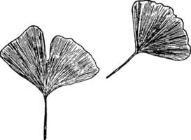 leaf, Gingko, plant, fan, shaped vintage illustration. vector