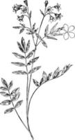 Greek Valerian vintage illustration. vector