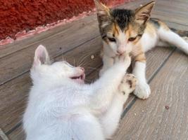 dos pequeños hermosos y juguetones lindos gatitos con manchas blancas claras juegan acostados luchan y duermen juntos foto