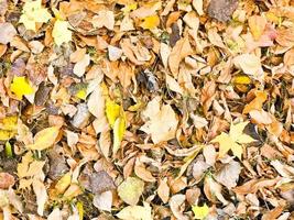 Texture of yellow and red, brown colorful natural fallen autumn different leaves. The background photo