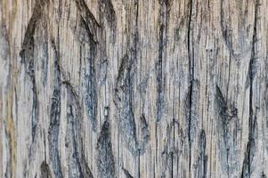 The texture of a convex fibrous carved textured gray wood with stripes and patterns with splinters and chips. The background photo