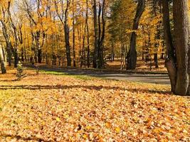 Asphalt road in the autumn park surrounded by trees with yellow leaves in the park photo