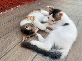 dos pequeños hermosos y juguetones lindos gatitos con manchas blancas claras juegan acostados luchan y duermen juntos foto