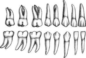 dientes permanentes, ilustración antigua. vector