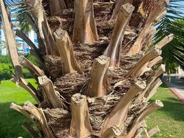 Trunk bark of a large beautiful natural palm tree in a warm tropical southern country, resort. Background, texture photo