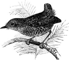 pájaro, ilustración de época. vector