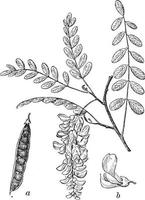 Black Locust vintage illustration. vector