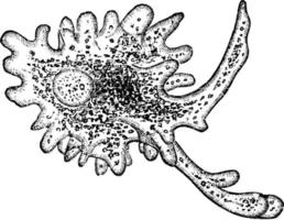 ameba, ilustración vintage. vector