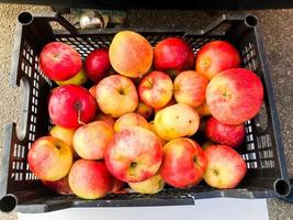 Beautiful red-yellow fresh natural eco-friendly delicious juicy healthy apples in a black plastic basket photo