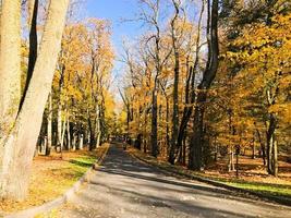 Asphalt road in the autumn park surrounded by trees with yellow leaves in the park photo