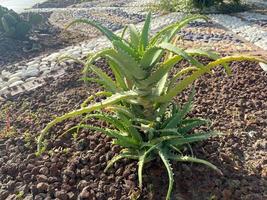 hermosa espinosa verde natural con grandes espinas y hojas de aloe, la planta medicinal crece en el suelo foto