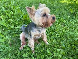 Cheerful beautiful small domestic purebred dog Yorkshire terrier sits on green grass photo