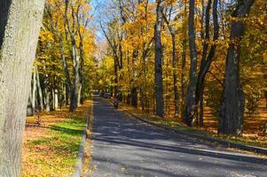 Landscape from a beautiful autumn park with trees with yellow leaves and an alley for walks. The background photo