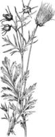 Long-Plumed Avens vintage illustration. vector