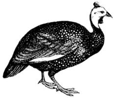 Guinea Fowl, vintage illustration. vector