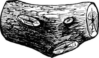 cesta de troncos, ilustración vintage. vector