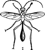 Pelecinid Wasp, vintage illustration. vector