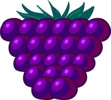 Fresh blackberry, illustration, vector on white background.