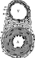 Diagram of an Artery and a Vein, vintage illustration. vector