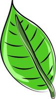 Green leaf, illustration, vector on white background.