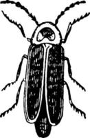 Firefly or Lightning bug, vintage illustration. vector