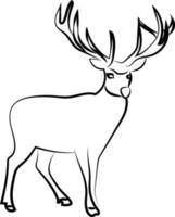 Deer sketch, illustration, vector on white background.