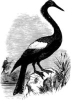 anhinga el pájaro serpiente dardo americano grabado vintage. vector