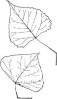 género populus, l. álamo temblón, ilustración vintage de álamo. vector