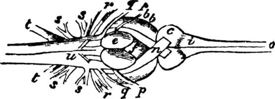 Perch Brain, vintage illustration. vector