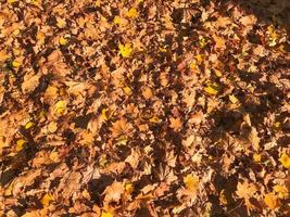 Texture, natural carpet of dry fallen autumn natural yellow orange red leaves. The background photo