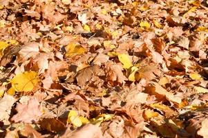 Texture, natural carpet of dry fallen autumn natural yellow orange red leaves. The background photo