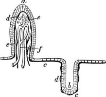 membrana mucosa, ilustración vintage. vector