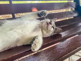 A beautiful white street cat sleeps on a bench in the street with his stomach up photo