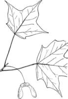 Genus Acer, L. Maple vintage illustration. vector