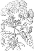 ilustración vintage de hortensias. vector