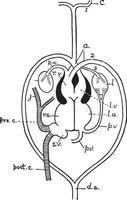 Reptile Heart, vintage illustration vector