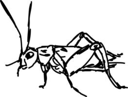 Bug sketch, illustration, vector on white background.