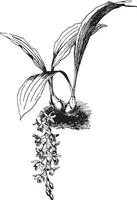 Coelogyne Massangeana vintage illustration. vector