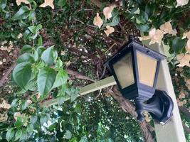 A beautiful old-fashioned classic lamp post in a plant bush with green leaves photo